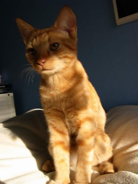 Huskat Felix - jeg har hørt man osse kan sidde og sole sig... billede 4