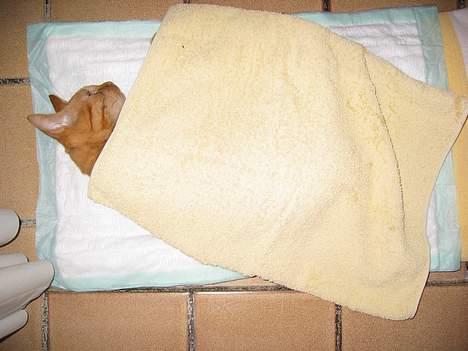 Huskat Felix - gaaab dejligt at komme hjem efter den tur... (han er lige blevet kasteret på det billede) billede 5