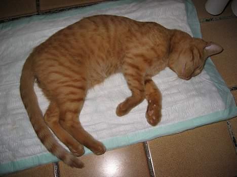 Huskat Felix - snork pyyyhhh snork pyyhhh ...... (er kun lige kommet hjem efter at være blevet kasteret) billede 6