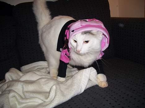 Blanding af racer Ib - Er jeg ikke sej, har lånt min hundesøsters trøje:) billede 19