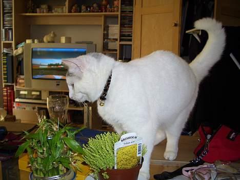 Blanding af racer Ib - Jeg har fået et flot halsbånd med klokke pga fugleinfluenzaen... billede 20