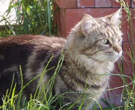 Maine Coon DK Lykkens Marcel - Det er nu spændende sådan at komme udenfor billede 7