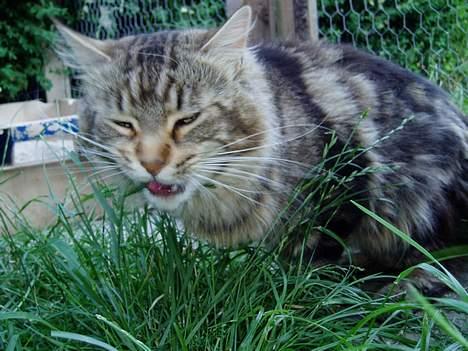 Maine Coon DK Lykkens Marcel - Græs smager godt... billede 8