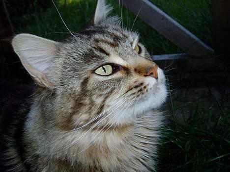 Maine Coon DK Lykkens Marcel billede 9
