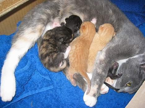 Huskat Felix - nam nam dejlig mad fra mor... (det er ham i midten...) billede 8