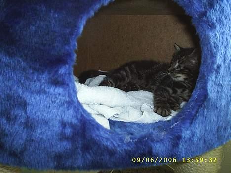 Huskat theis billede 1