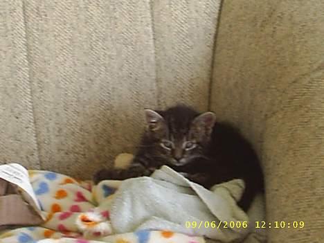 Huskat theis - gaaaaaaaaaaab  billede 2