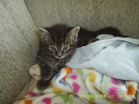 Huskat theis - er jeg ik bare fin :b billede 3