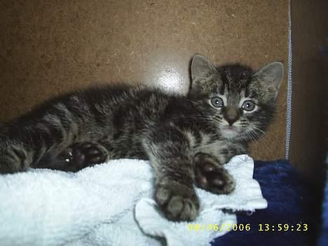 Huskat theis - kigger du på mig IGEN :´] billede 4