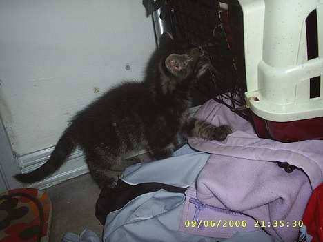 Huskat theis - uhhhhhhh hvad mon det er :D billede 5