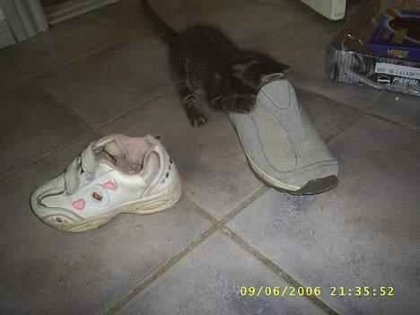 Huskat theis - arrrrrrrrrh den spiser mig hjælp hjælp  billede 6