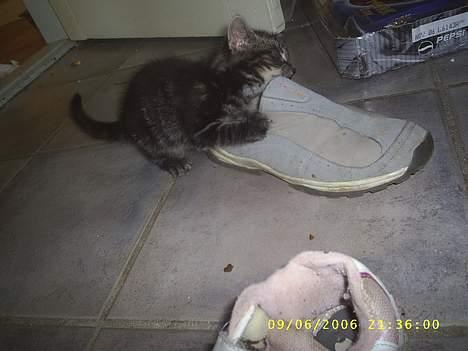 Huskat theis - aha nu skal du få en på lappen  :b billede 7