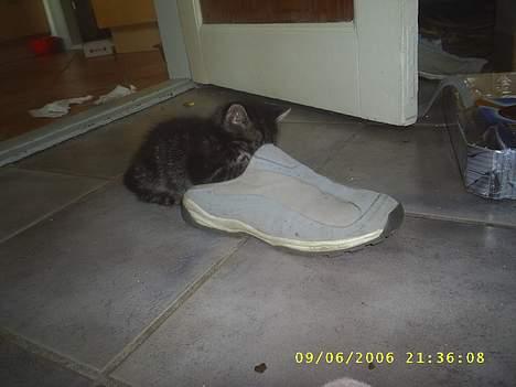 Huskat theis - gad vide hvad der er her inden :O billede 8