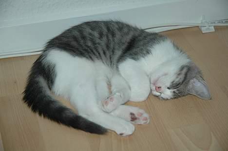 Huskat Fut billede 6