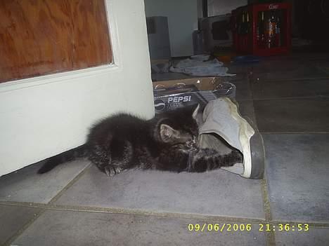 Huskat theis - den ser da lidt død ud sys du ik :? billede 10