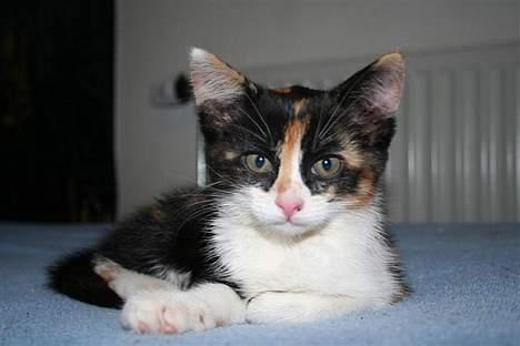 Huskat Gerda billede 3