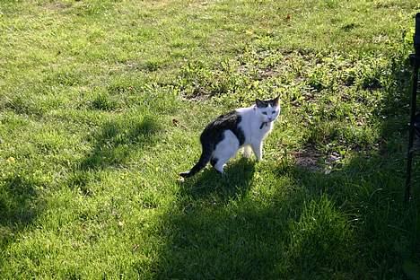 Huskat Nicoline (Myre) - her er jeg lige på natur vandring billede 11