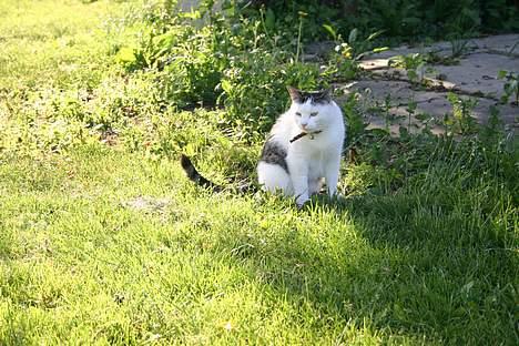 Huskat Nicoline (Myre) - hvad mon Nikoline har fået øje på billede 12