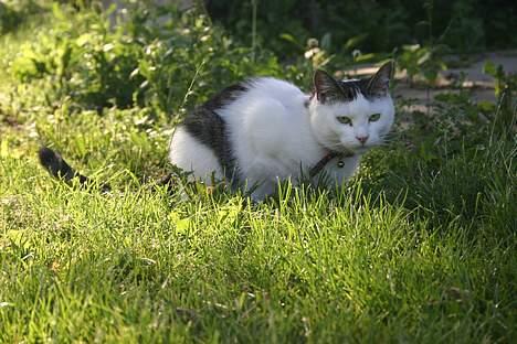Huskat Nicoline (Myre) - jeg sidder lige og venter på en lille mus billede 13
