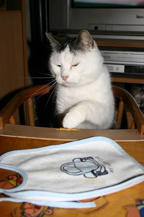 Huskat Nicoline (Myre) - Må hellere tage hagesmæk på billede 14