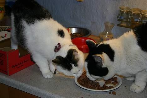 Huskat Nicoline (Myre) - Nikoline og Mistral deler  mad billede 15