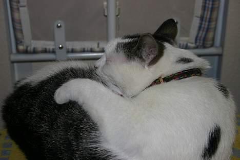 Huskat Nicoline (Myre) - det kan knibe med at nå hele kroppen billede 16