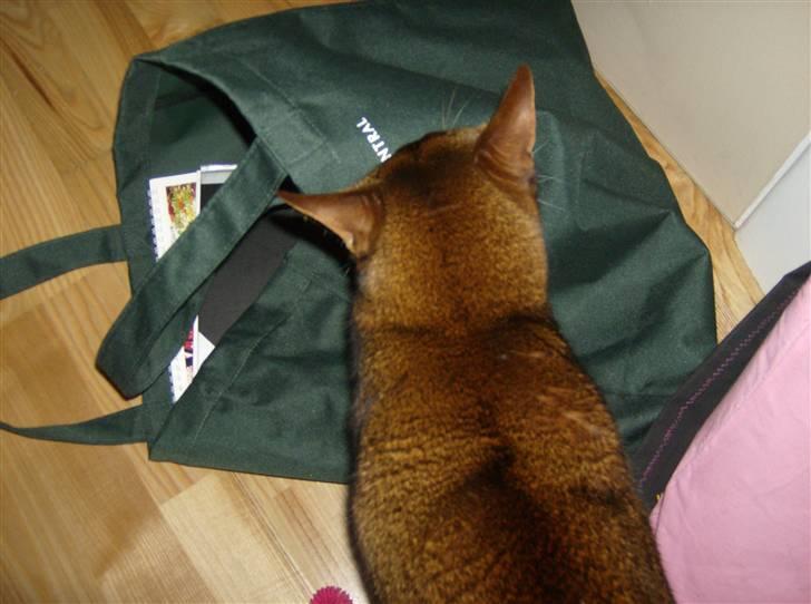 Abyssinier Salomon billede 1