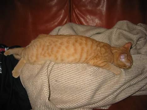 Huskat Felix - ahhhh hvor er det dejligt bare ligge på sofaen på et tæppe... billede 9