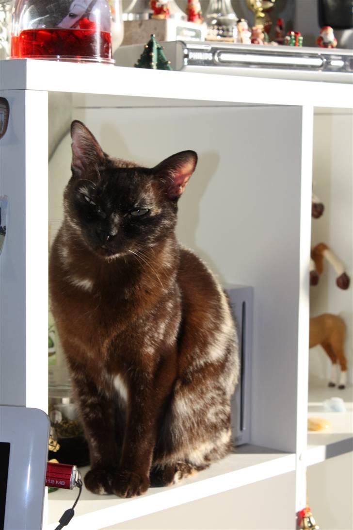 Burmeser Cleopatra  <3 - mig :D billede 3