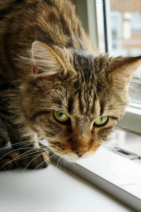 Maine Coon shador'  (død) billede 1