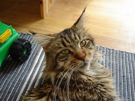 Maine Coon shador'  (død) billede 2