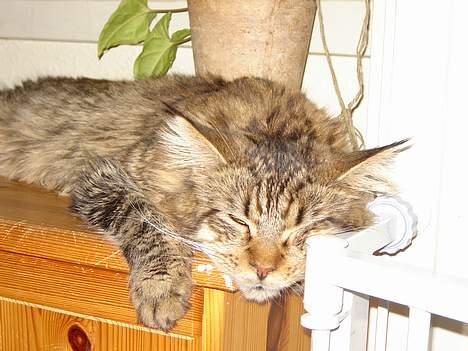 Maine Coon shador'  (død) billede 3