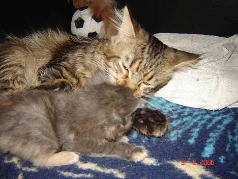 Maine Coon shador'  (død) billede 4