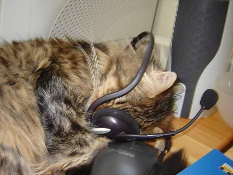 Maine Coon shador'  (død) billede 5