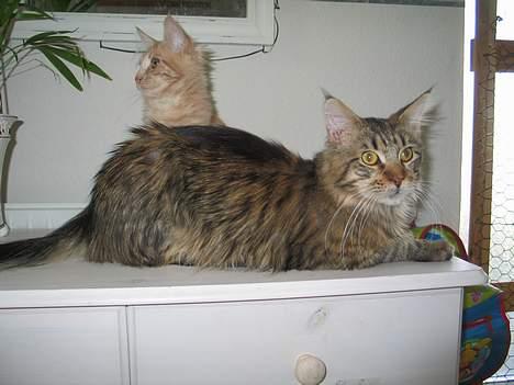 Maine Coon shador'  (død) billede 6