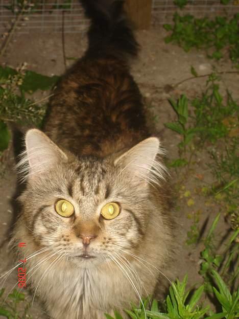 Maine Coon shador'  (død) billede 7