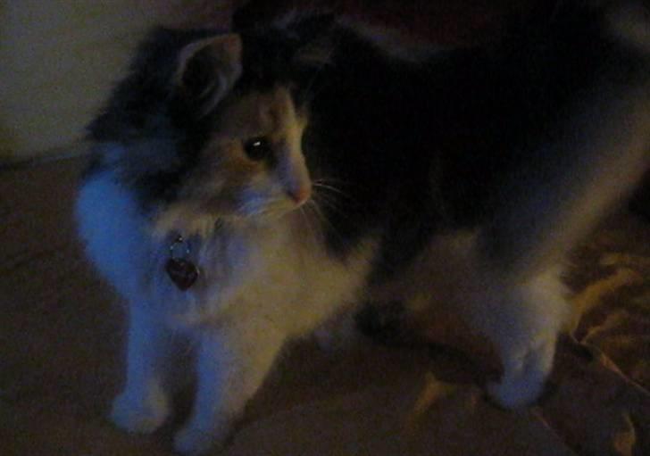 Norsk Skovkat Mille <33 *RIP* - Missen (: billede 16