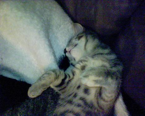 Huskat Chanell *flyttet* - Ligger lige og hygger, ikk? billede 8