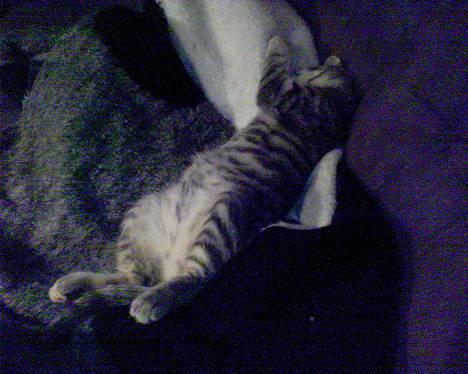 Huskat Chanell *flyttet* - Moar... Lad mig nu sove... billede 9