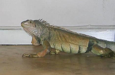 Huskat Snehvide *EFTERLYST* billede 14