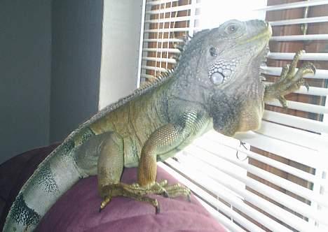 Huskat Snehvide *EFTERLYST* billede 15