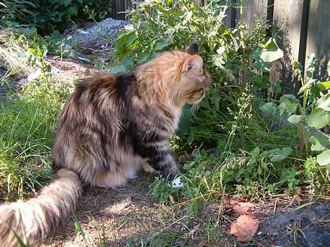 Maine Coon Mon Cherie---død--- billede 17