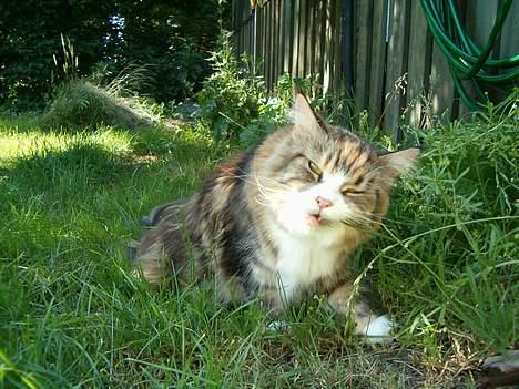 Maine Coon Mon Cherie---død--- billede 18