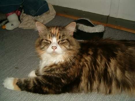 Maine Coon Mon Cherie---død--- billede 19