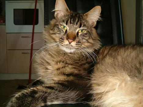 Maine Coon Tazz Tilbage ved ejer billede 11