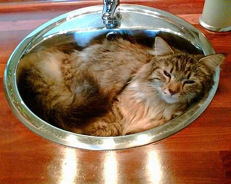 Maine Coon Malou billede 1