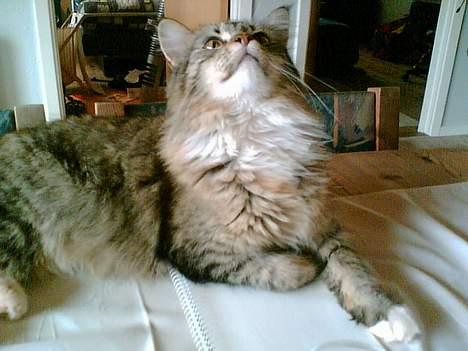 Maine Coon Malou billede 2