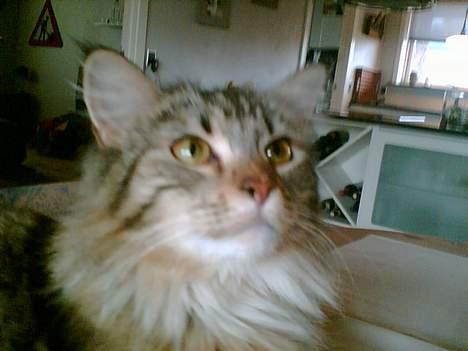 Maine Coon Malou billede 3