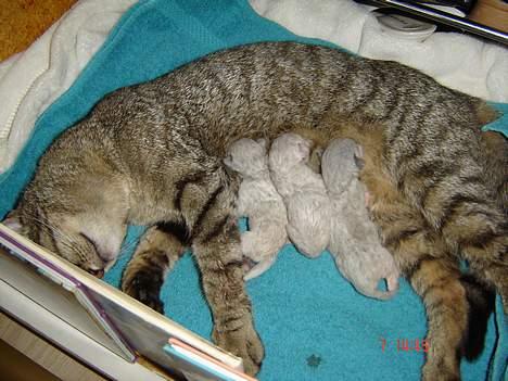 Huskat Figgo - D. 7. Juli 2006 fik Figgo 3 lækre killinger! billede 17