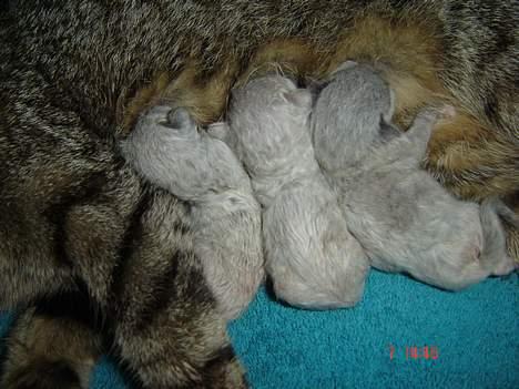 Huskat Figgo - 3 små dejlige misser, ca. 2 timer gamle billede 18